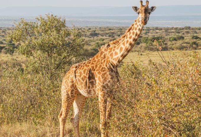 Kenia & Tansania - Ostafrikas Highlights - Rundreise, Safari & Baden