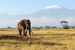 Kenia & Tansania - Ostafrikas Highlights - Rundreise, Safari & Baden