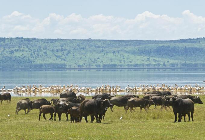 Kenia & Tansania - Ostafrikas Highlights - Rundreise, Safari & Baden