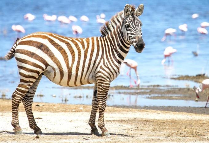 Kenia & Tansania - Ostafrikas Highlights - Rundreise, Safari & Baden