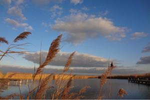 Neusiedler See