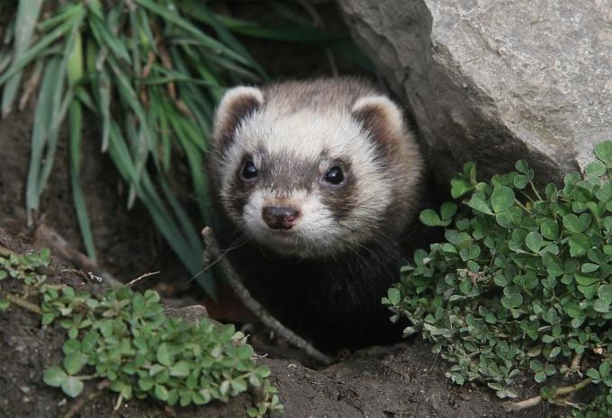Alpenzoo Innsbruck Alpenzoo Innsbruck