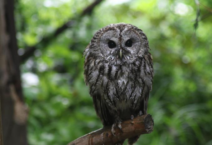 Alpenzoo Innsbruck Alpenzoo Innsbruck