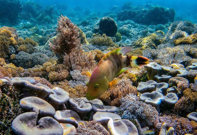 Australien & Indonesiens Trauminseln - Rundreise & Luxuskreuzfahrt