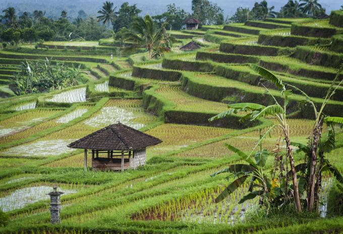 Reisterrassen auf Bali, Indonesien