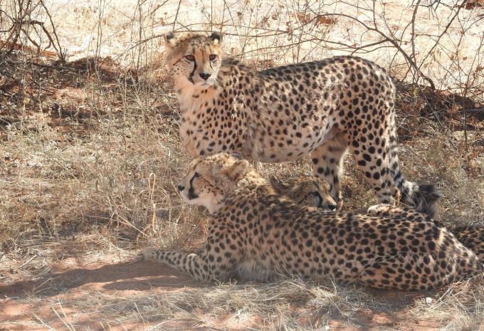 Namibia, Simbabwe & Botswana - Rundreise