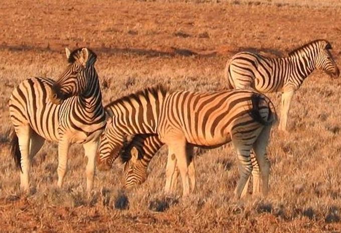 Namibia, Simbabwe & Botswana - Rundreise