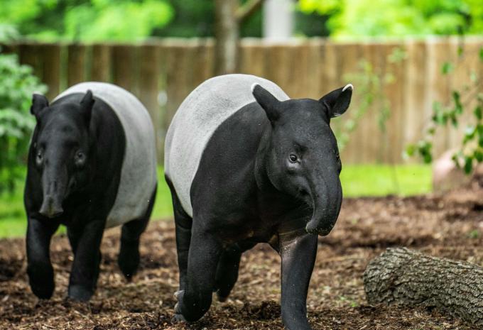 Tiergarten Nürnberg