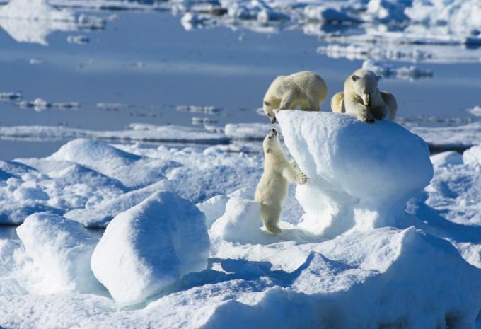 Eisbärfamilie auf Spitzbergen
