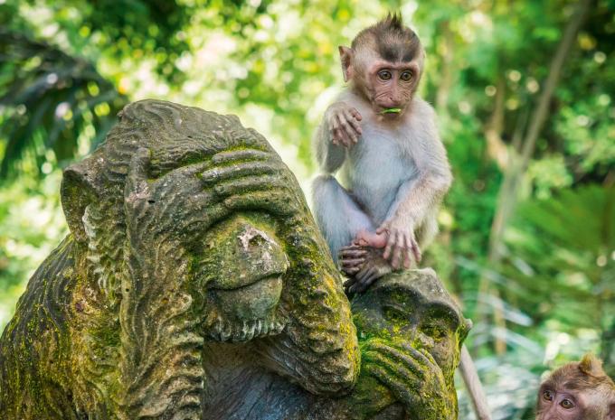 Affe im Affenwald von Ubud