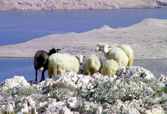 Kroatien - Kreuzfahrt & Baden ab/bis Rijeka