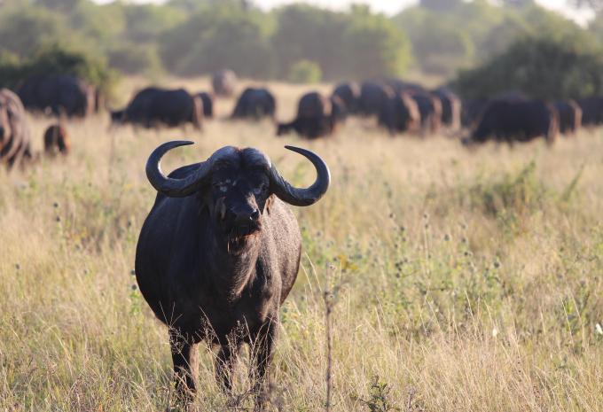 Südafrika - Kruger, Kapstadt, Wale - Rundreise & Safari