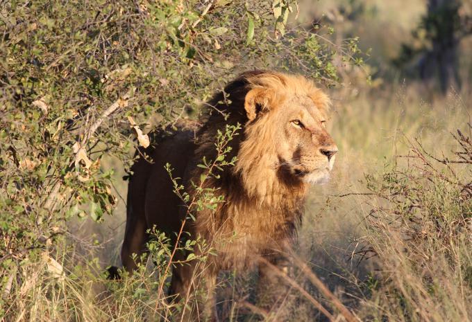 Südafrika - Kruger, Kapstadt, Wale - Rundreise & Safari
