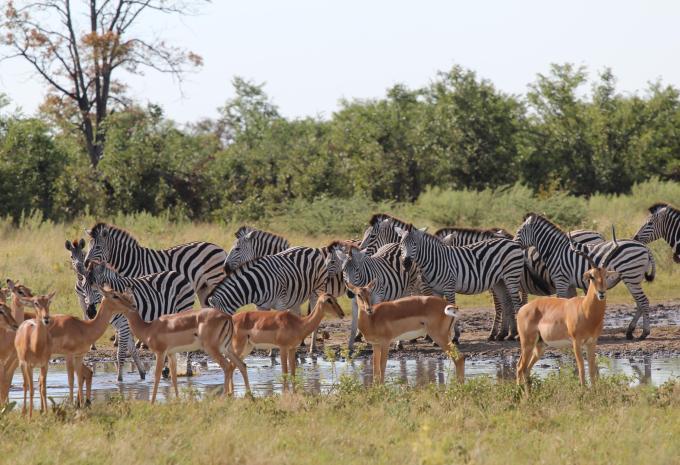 Südafrika - Kruger, Kapstadt, Wale - Rundreise & Safari