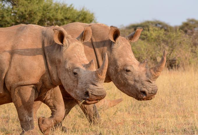 Südafrika - Kruger, Kapstadt, Wale - Rundreise & Safari