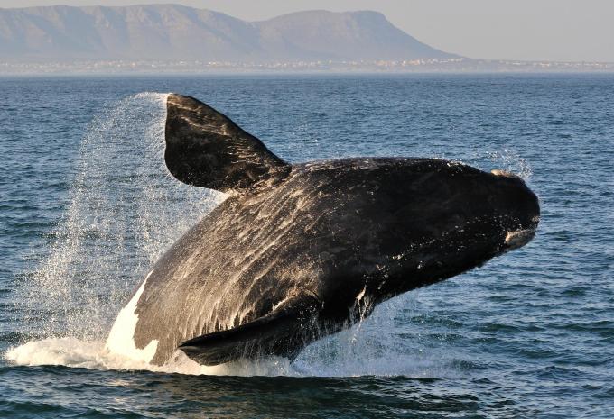 Südafrika - Kruger, Kapstadt, Wale - Rundreise & Safari