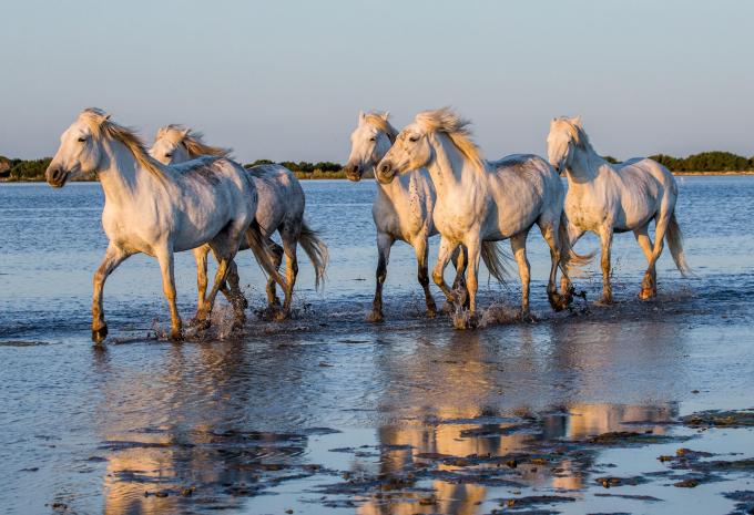 Camargue Region