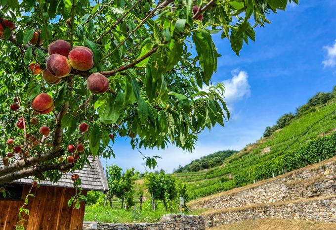 Wachau - Entlang des Welterbesteiges - Wanderreise