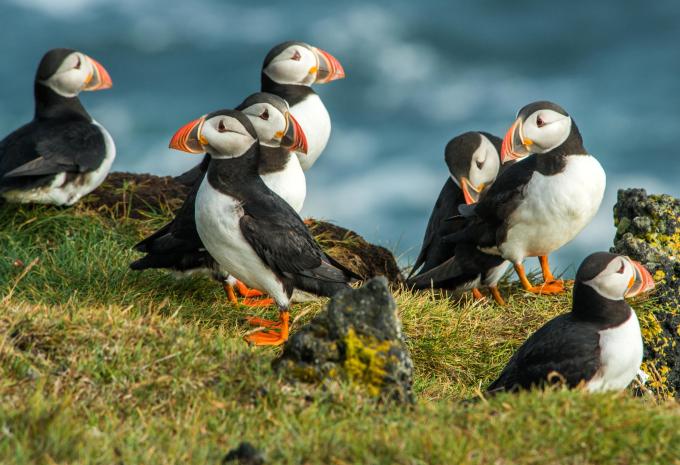 Puffins