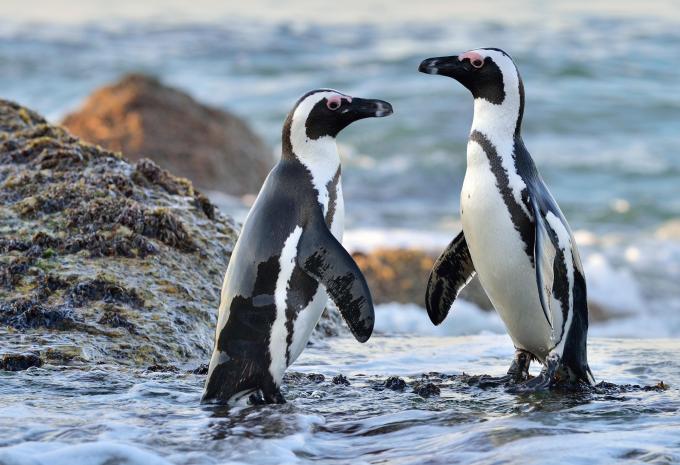 Kapstadt, Weinland, Walküste - Südafrika auf eigene Faust
