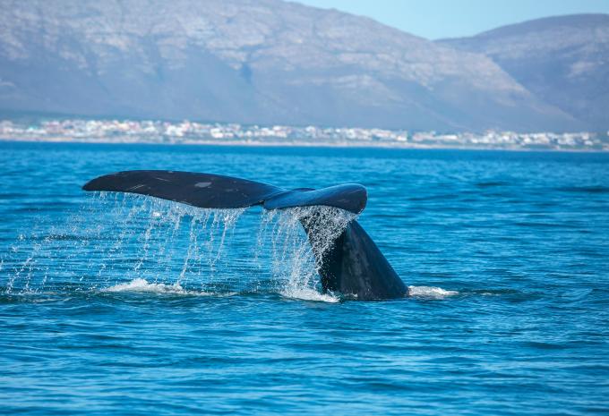 Wal bei Hermanus