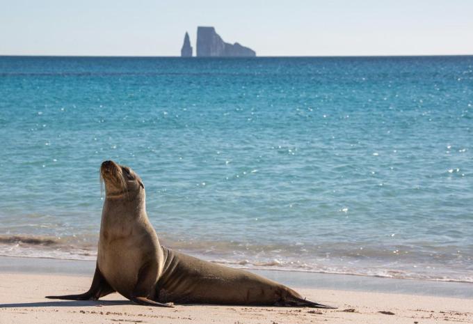 Amazonas & Galápagos-Inseln - Luxuskreuzfahrt & Rundreise