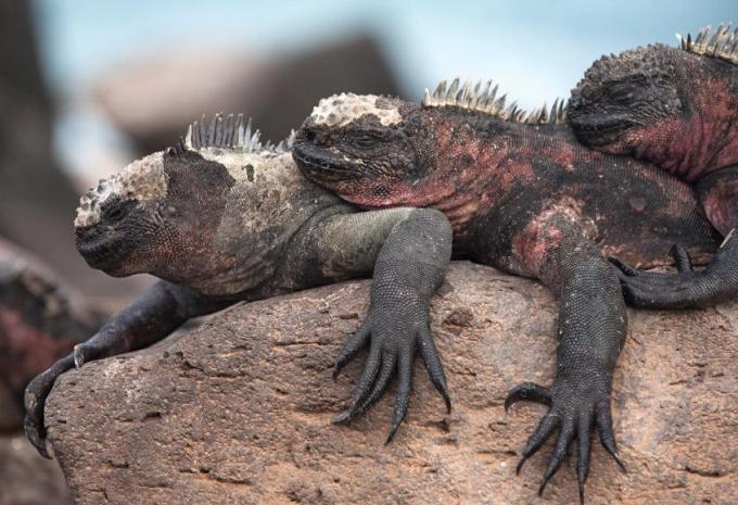 Land Iguanas
