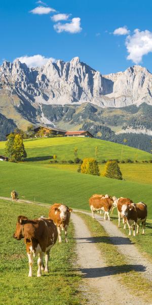 Last Minute-Urlaub in Österreich