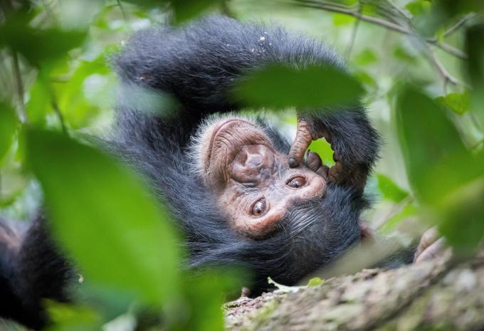 Uganda - Die Perle Afrikas - Rundreise