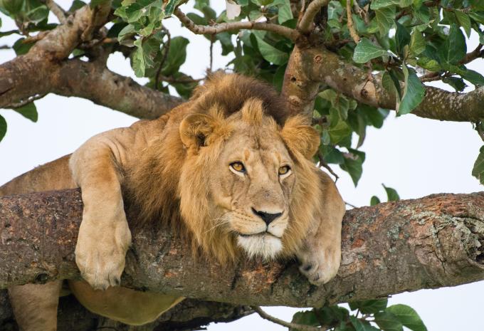 Uganda - Die Perle Afrikas - Rundreise