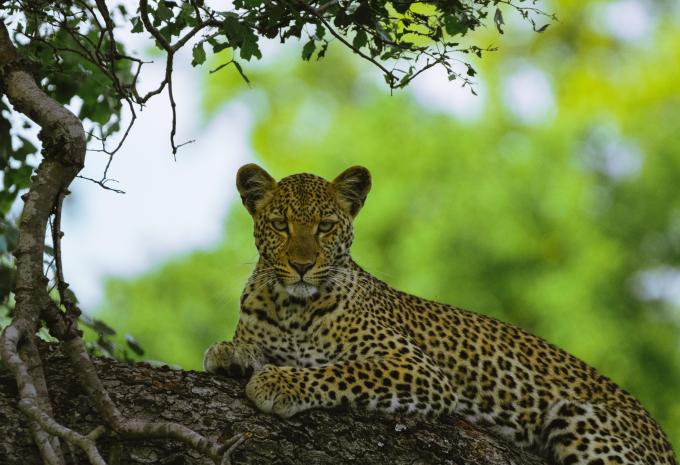 Sambia - Rundreise durch Afrikas letztes Safari-Geheimnis