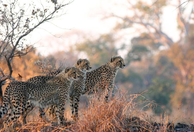 Sambia - Rundreise durch Afrikas letztes Safari-Geheimnis