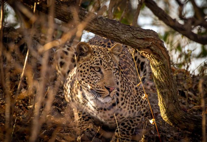 Sambia - Rundreise durch Afrikas letztes Safari-Geheimnis