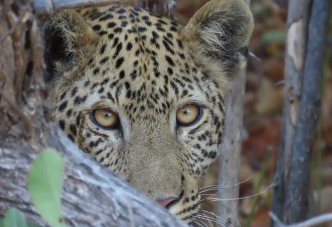 Sambia - Rundreise durch Afrikas letztes Safari-Geheimnis