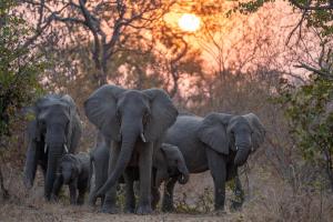 Sambia - Rundreise durch Afrikas letztes Safari-Geheimnis