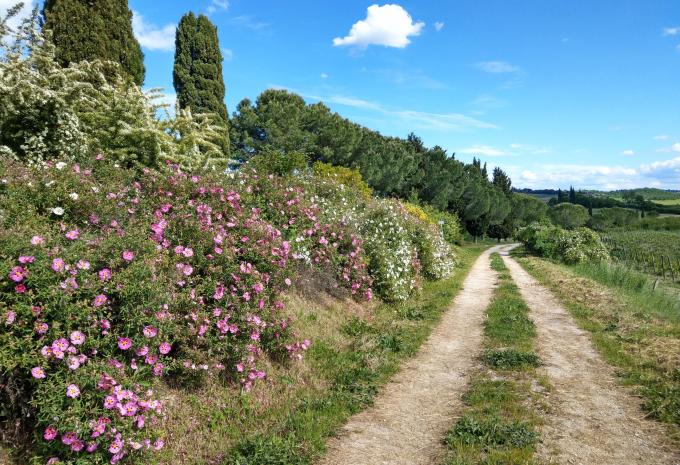Malerische Toskana - Wanderreise