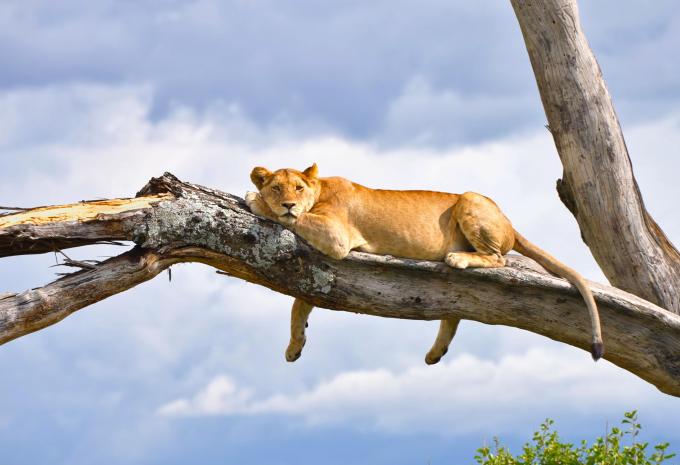 Tansania - Safari durch den faszinierenden Norden