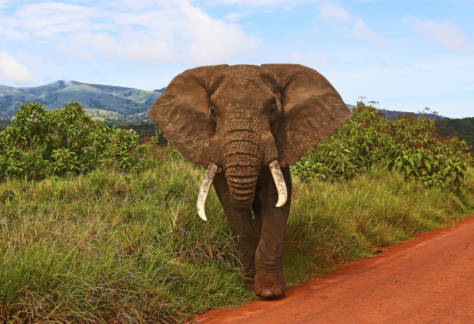 Tansania - Safari durch den faszinierenden Norden