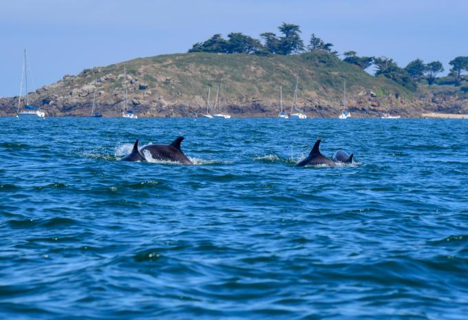 Normandie & Bretagne - Rundreise