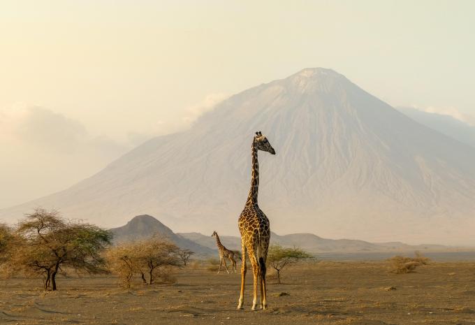 Tansania & Sansibar - Safari & Baden