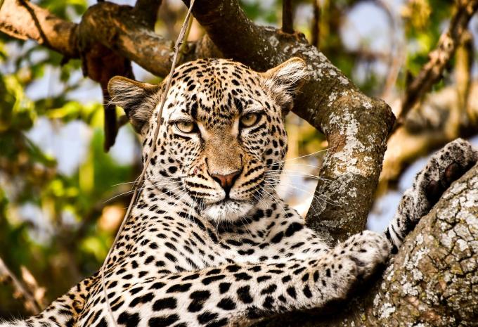 Tansania & Sansibar - Safari & Baden