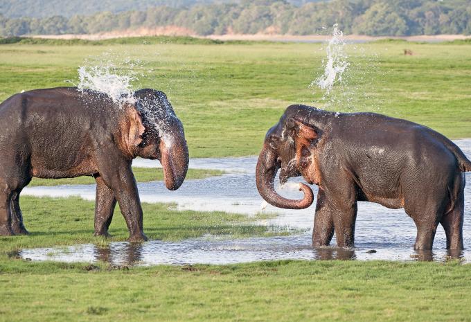 Sri Lanka & Malediven - Rundreise & Baden