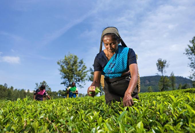 Sri Lanka & Malediven - Rundreise & Baden