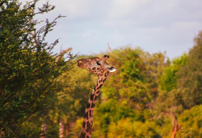 Kenia - Safari & Baden