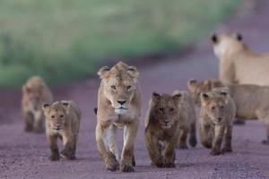 Sansibar & Serengeti - Safari & Baden