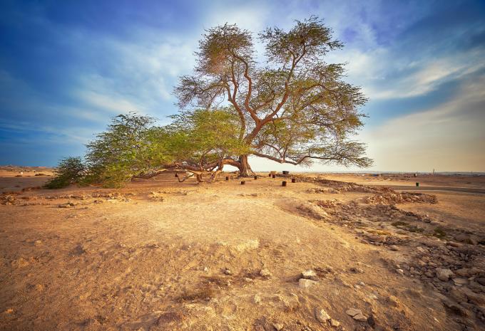 The Tree of Life, Bahrain