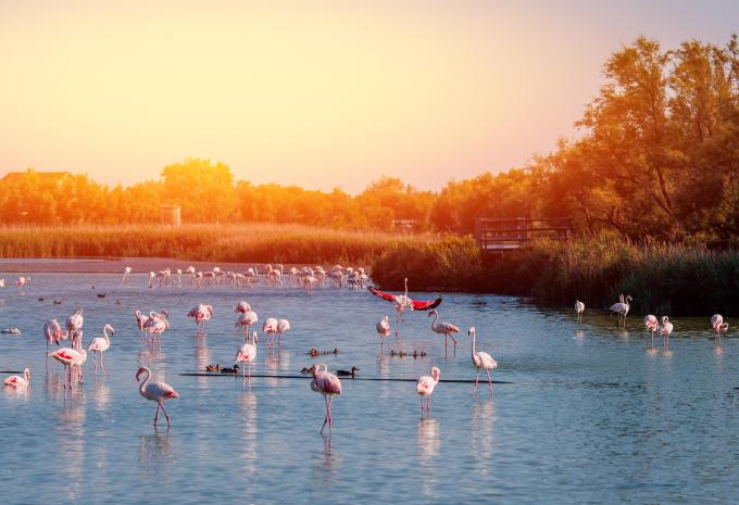 Nationalpark Rio Lagartos