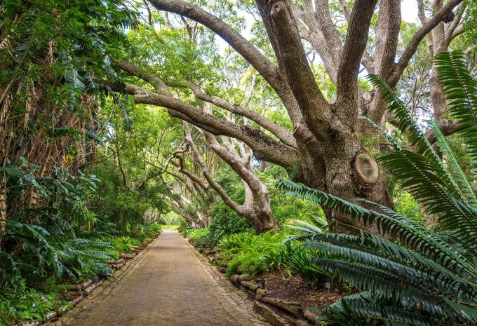 Botanischer Garten Kirstenbosch