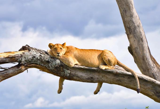 Tansania & Sansibar - Safari & Baden