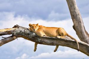 Tansania & Sansibar - Safari & Baden